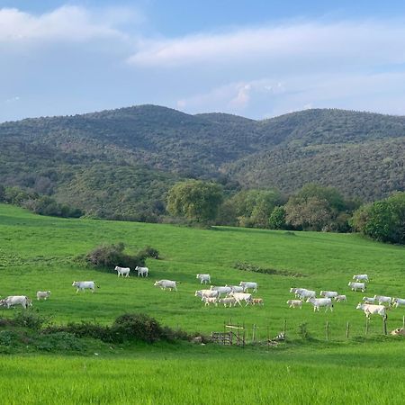 Fattoria Tolomei Campagnatico Εξωτερικό φωτογραφία