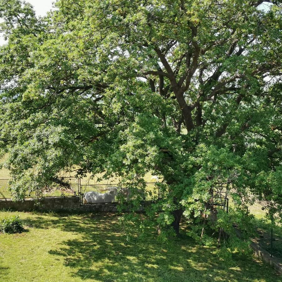 Fattoria Tolomei Campagnatico Εξωτερικό φωτογραφία