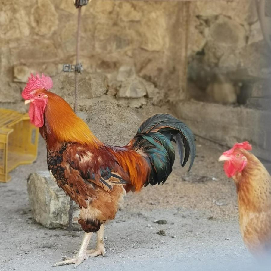 Fattoria Tolomei Campagnatico Εξωτερικό φωτογραφία