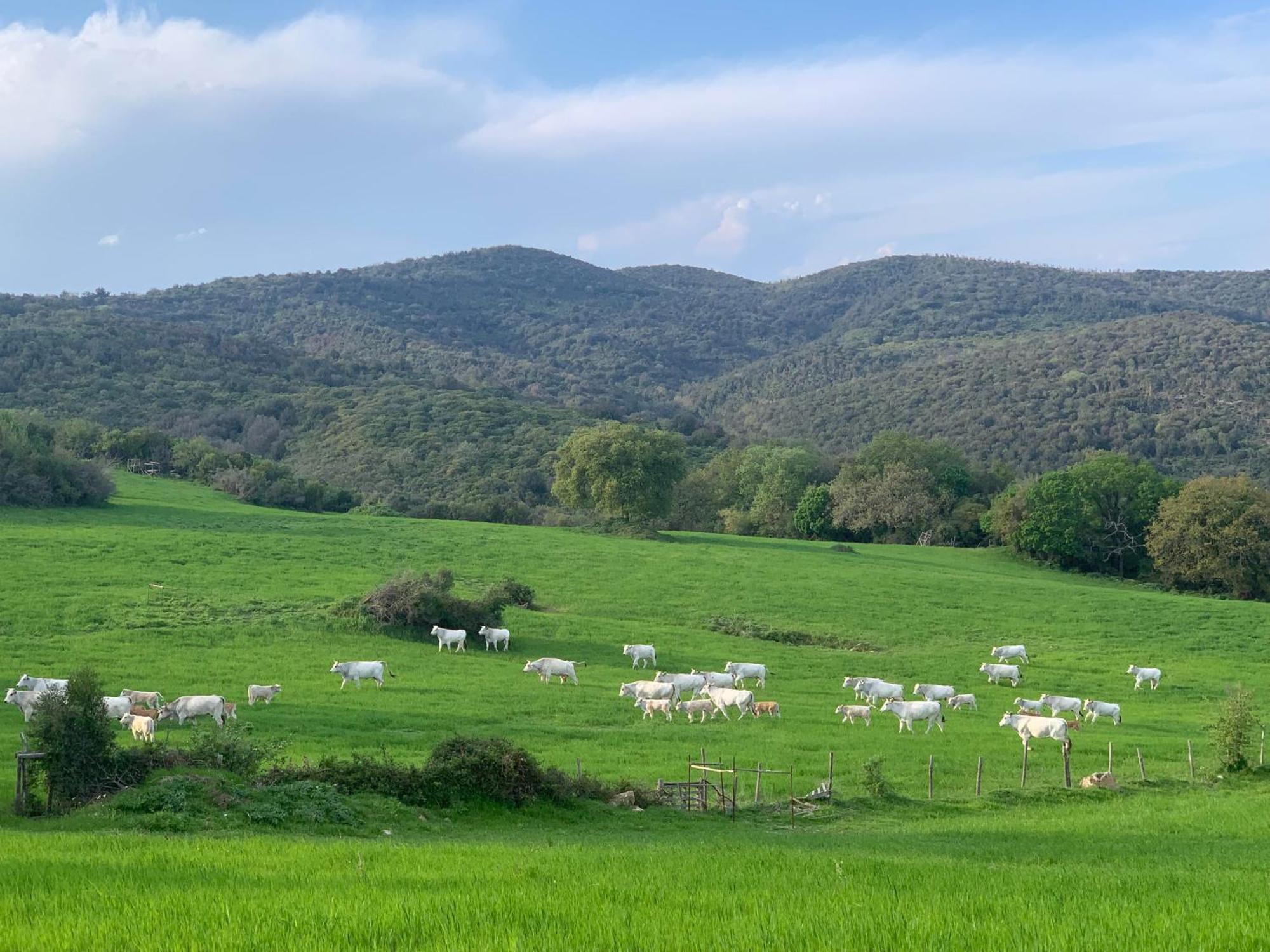 Fattoria Tolomei Campagnatico Εξωτερικό φωτογραφία