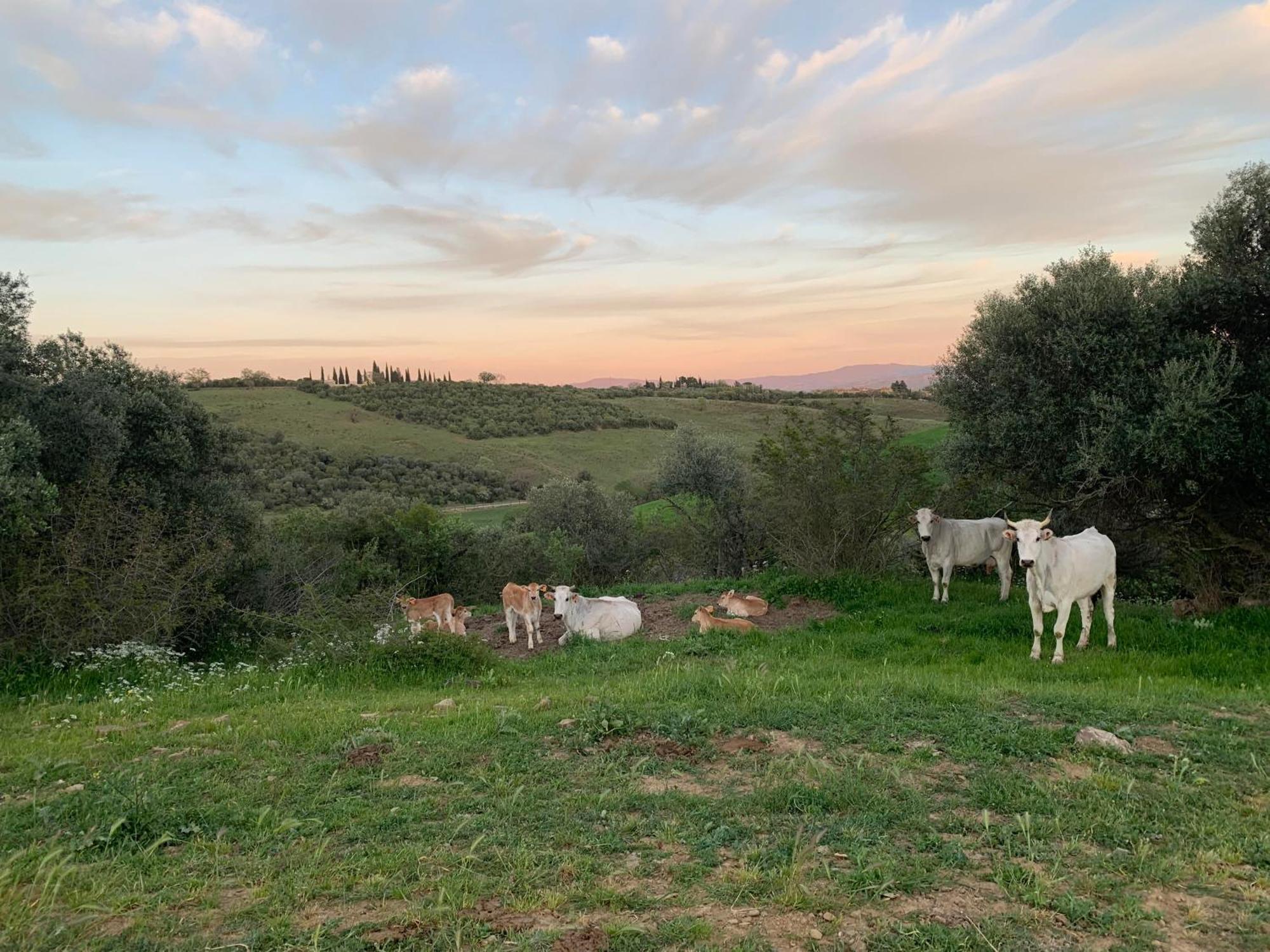 Fattoria Tolomei Campagnatico Εξωτερικό φωτογραφία
